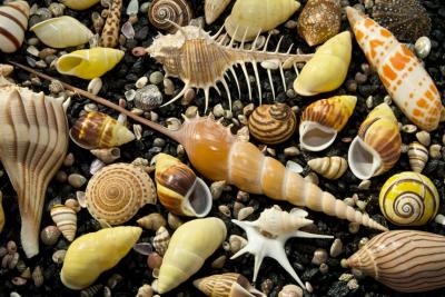 Shells [IMAGE] | EurekAlert! Science News Releases