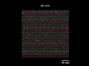 Cell count