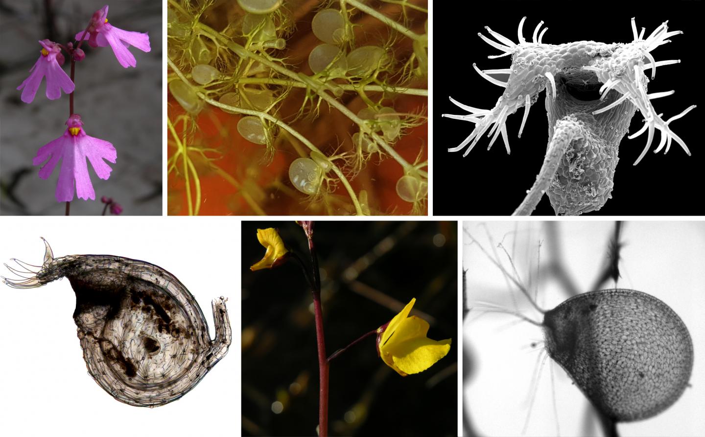 Lightning-Fast Trappers