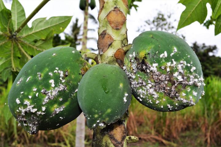 Impact of papaya mealybug on papaya