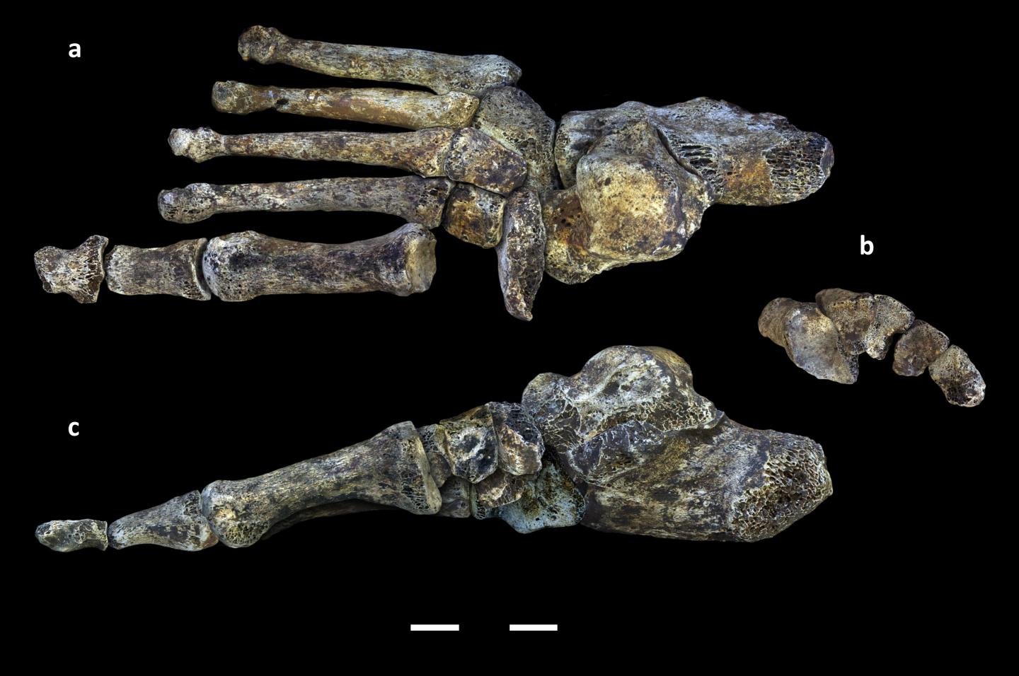 <i>Homo naledi</i> Foot