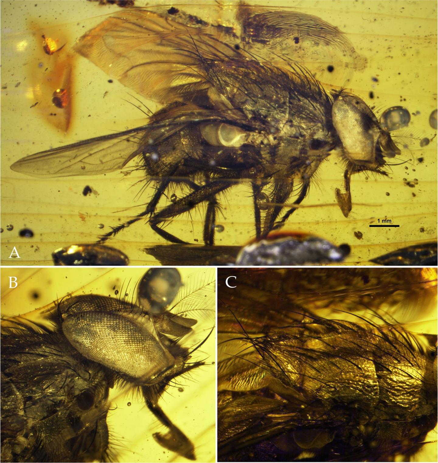 New Fly Fossil Sheds Light on the Explosive Radiation of Flies during the Cenozoic Era