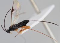 The New Wasp Species <i>Dolichogenidea xenomorph</i>