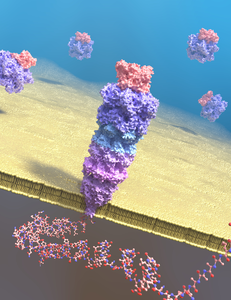 Artist's impression of the proteasome-nanopore complex