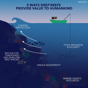 Values of deep reefs Infographic (c) Nekton 2022
