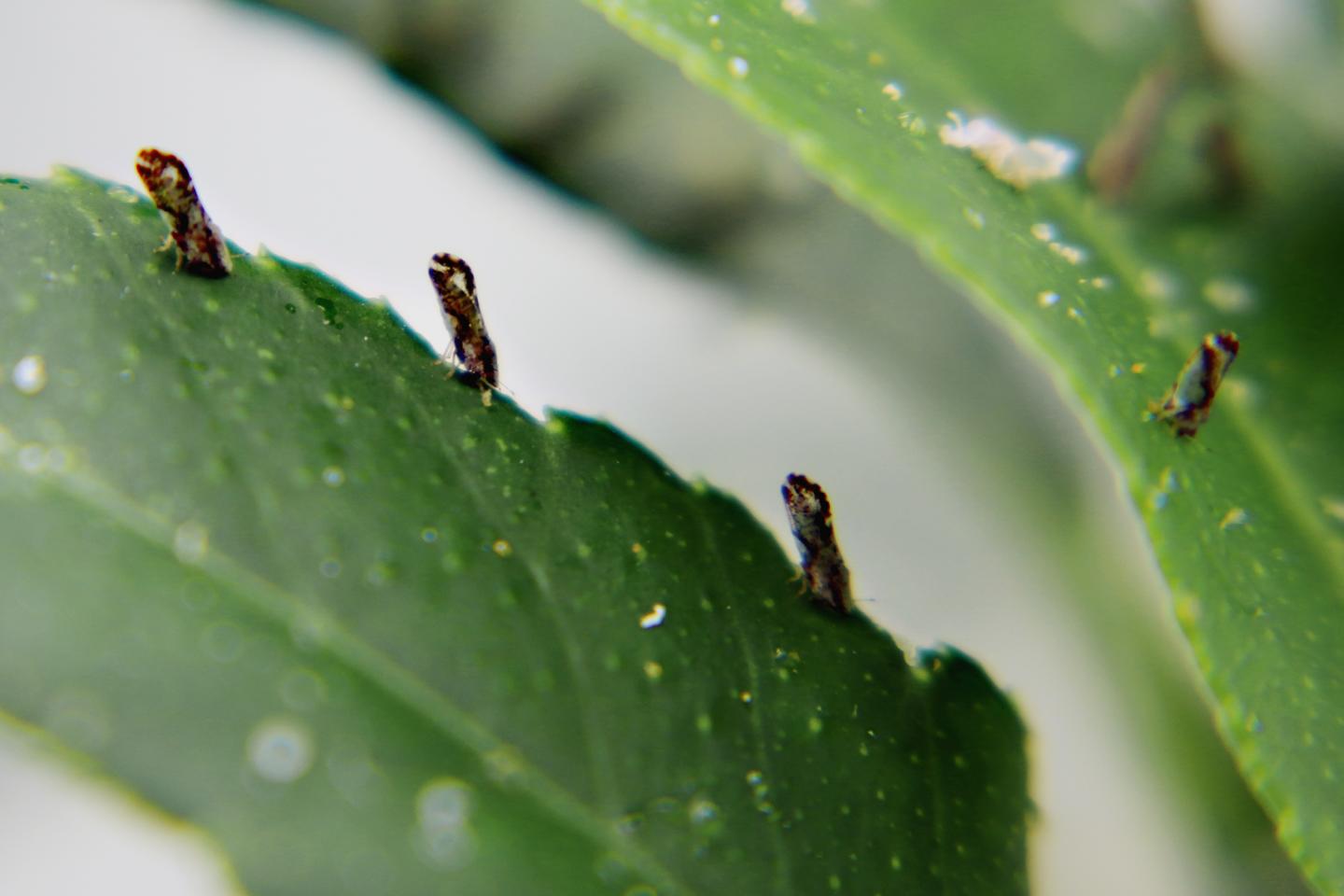 Psyllids Feeding on a Citrus Tree Leaf