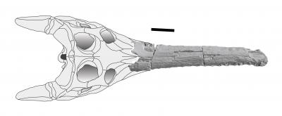 SMU Terminonaris Skull Reconstruction