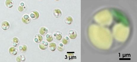 Oleaginous Microalga Nannochloropsis