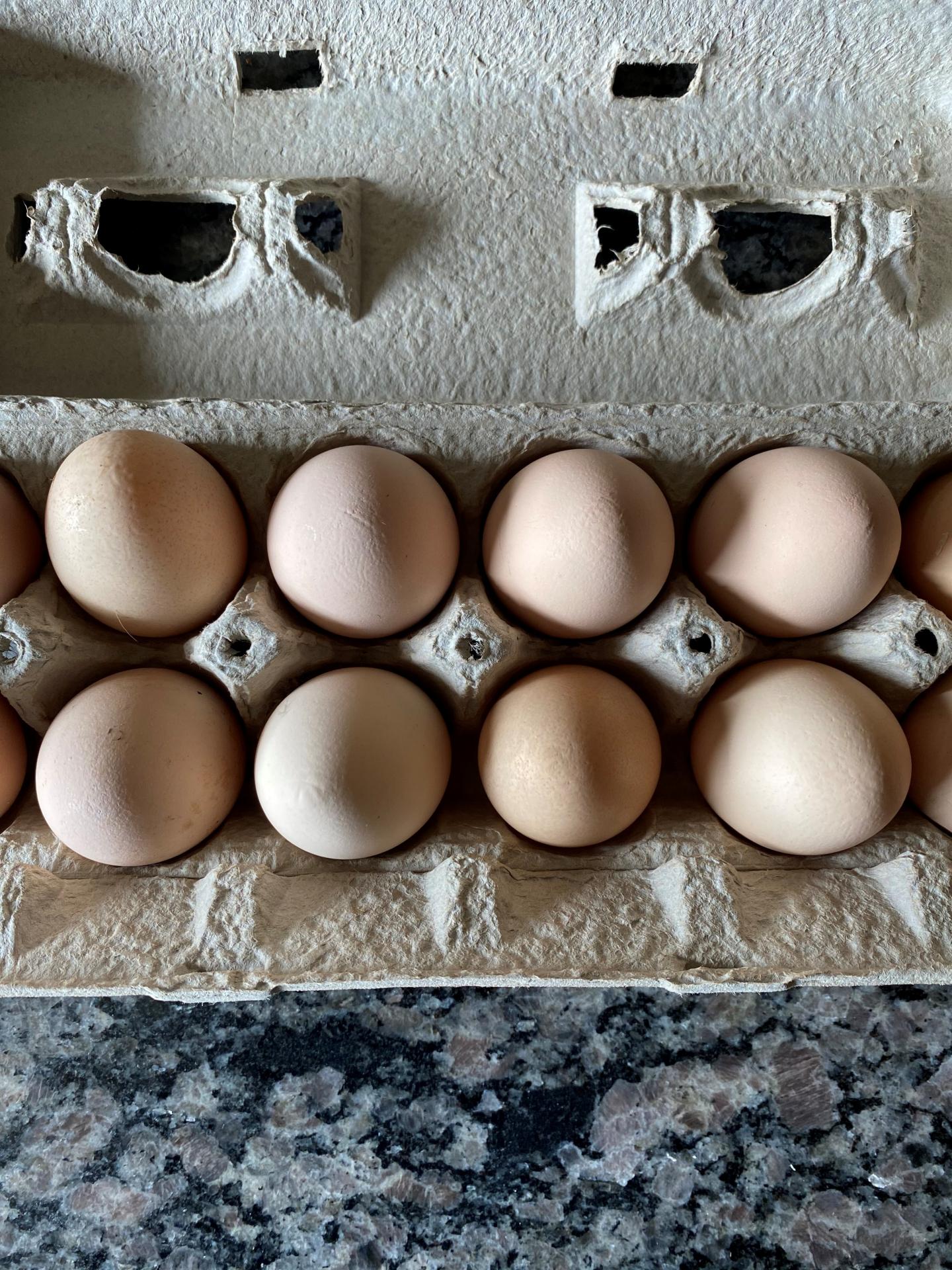 Homegrown eggs