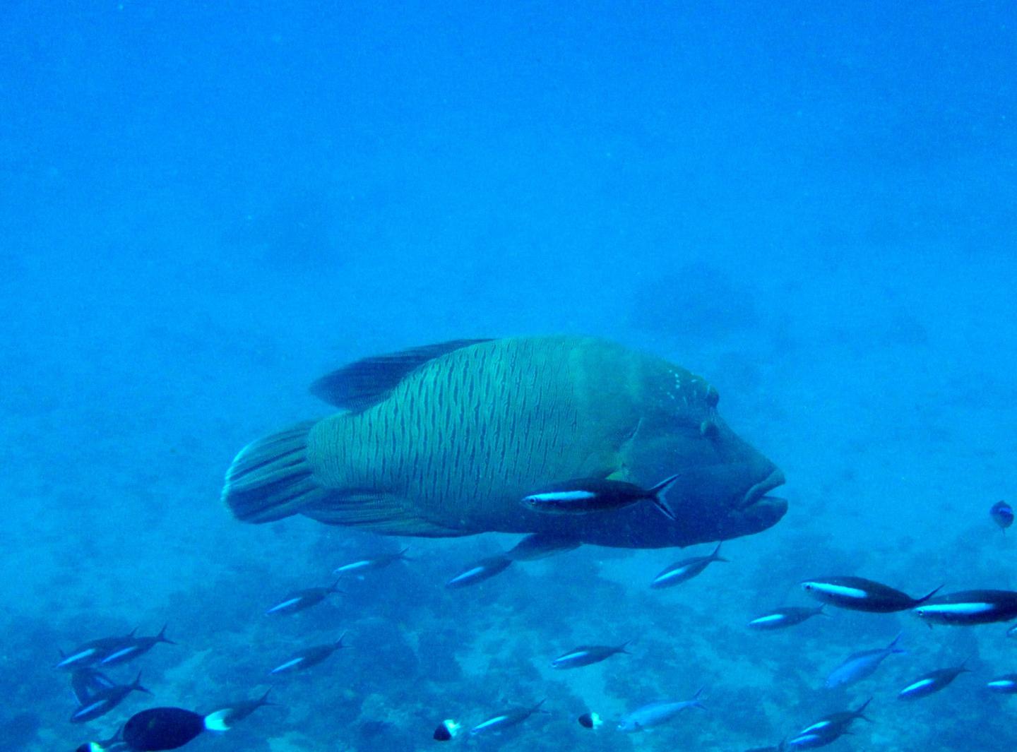 Humphead Wrasse