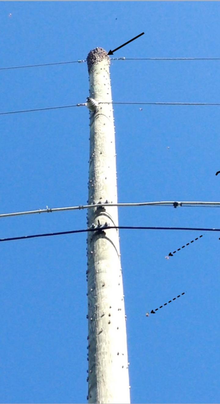 Spotted lanternfly-2