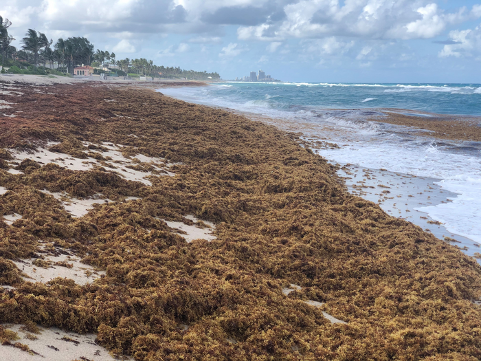 Beached Sargassum, brown macroalga