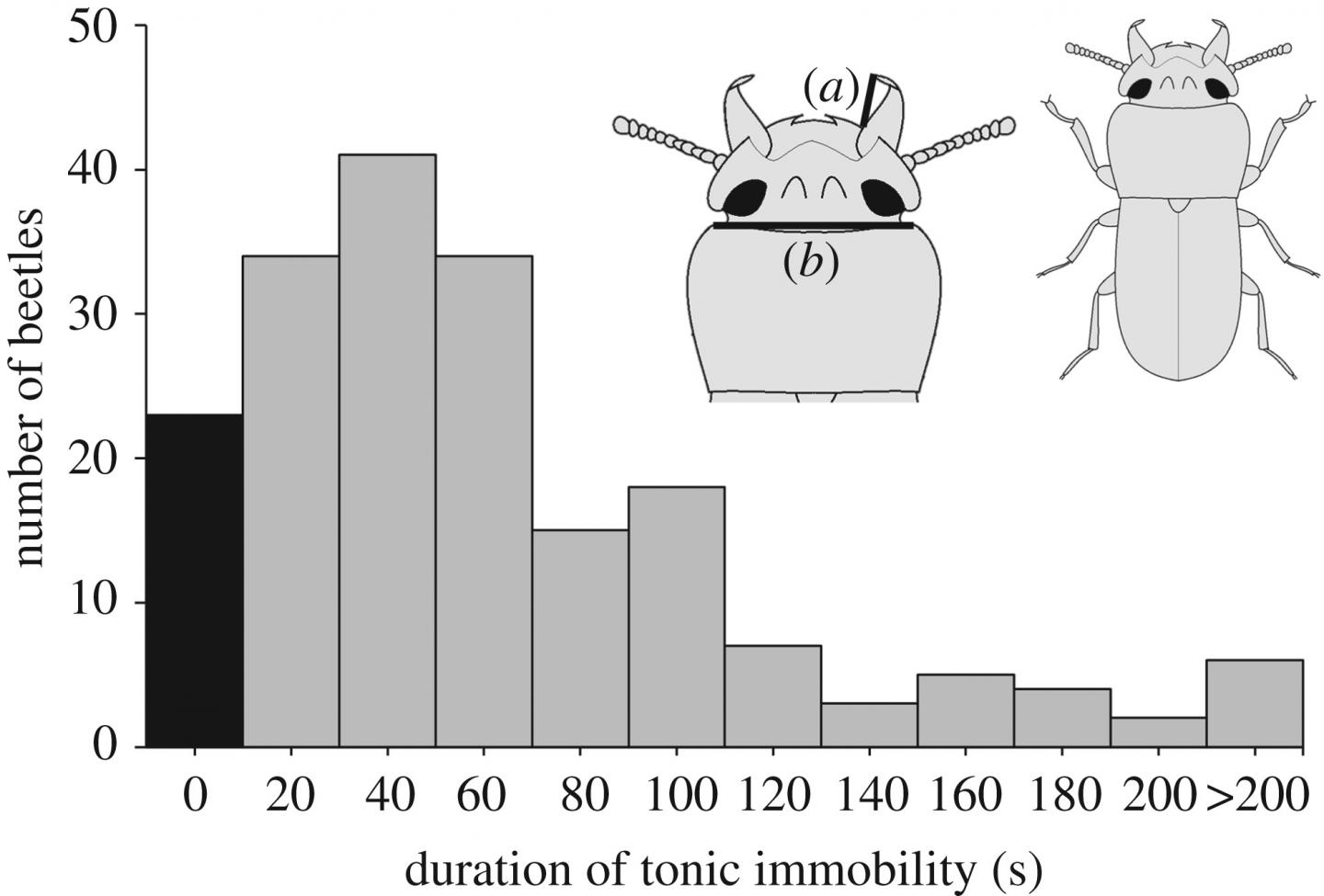Distribution of the duration of tonic immobility in males of Gnathocerus cornutus.