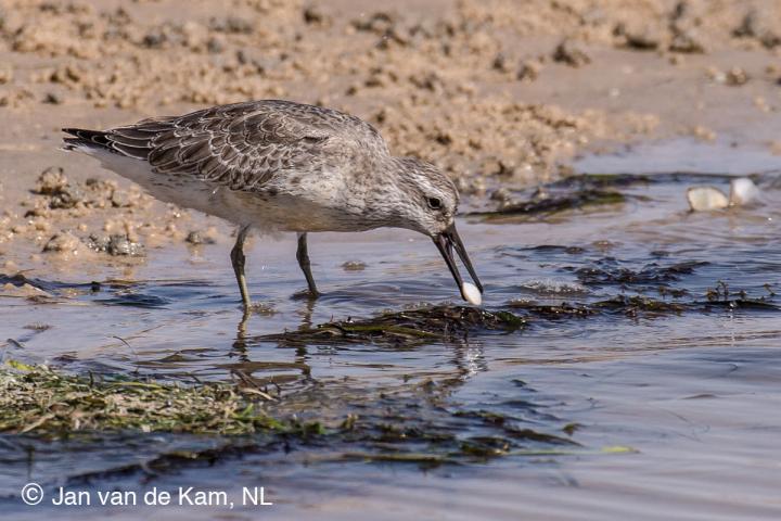 While the Arctic Warms, Migrating Birds Pay the Price in the Tropics (5 of 6)