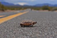 Desert Tortoise in the Road 2