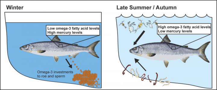 The Nutritional Quality of European Whitefish Varies among Seasons