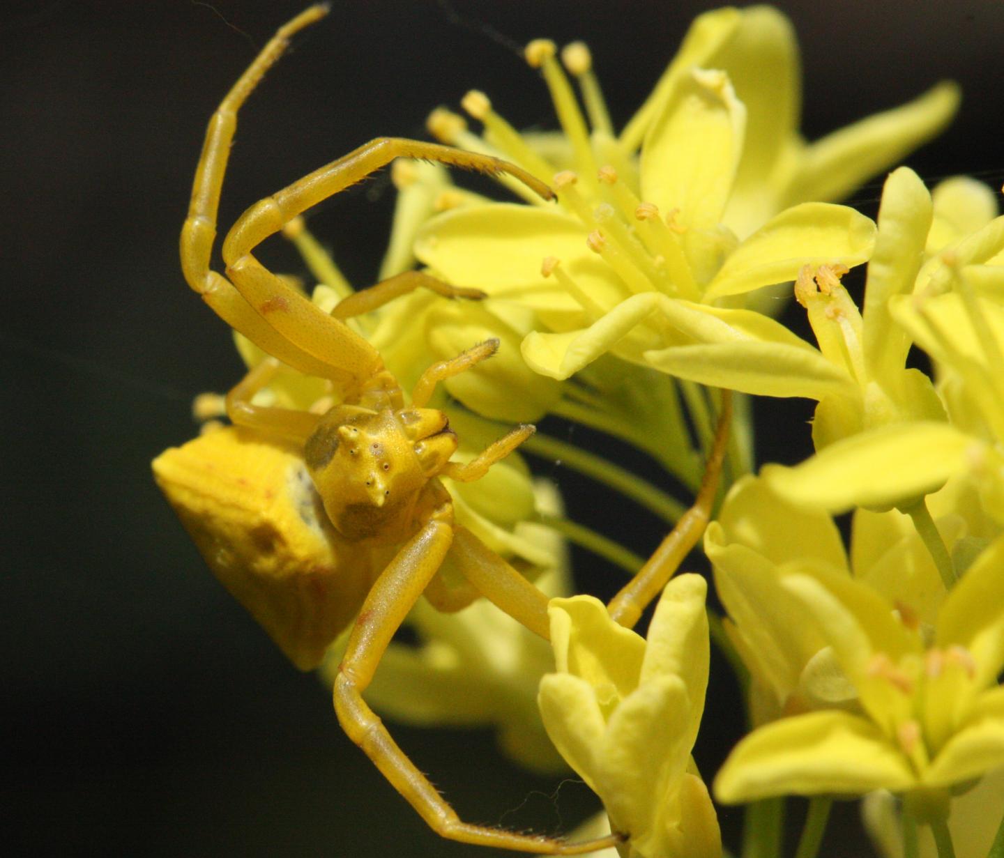 Crab Spider on a Flower