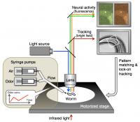 Robotic Microscope System