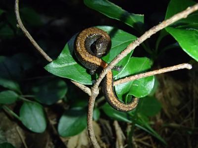 Staying Alive in a Hotter, Drier Climate