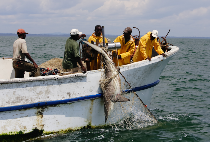 Fisheries bycatch in Gabonese waters