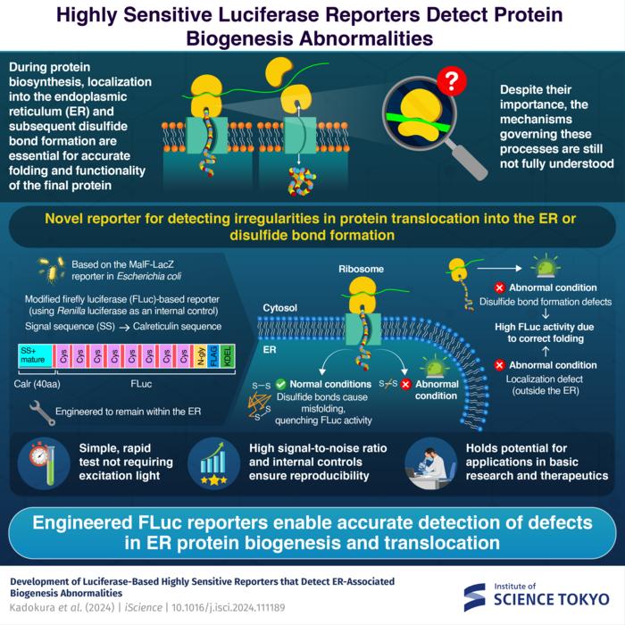 Highly Sensitive Luciferase Reporters Detect Protein Biogenesis Abnormalities