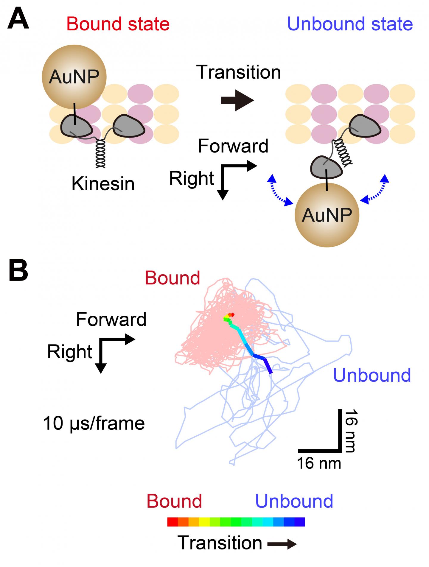 Kinesin Head Motion
