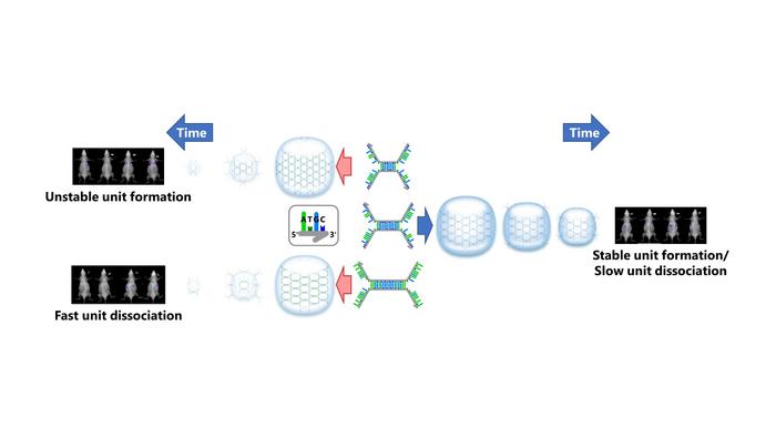 Takumi-shaped DNA nanostructures form stable DNA hydrogels with high in vivo retention abilities