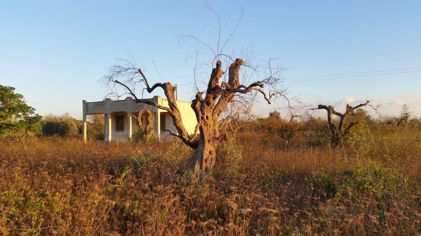 Olive Tree Infected with <em>Xylella fastidiosa</em> in Apulia, Italy