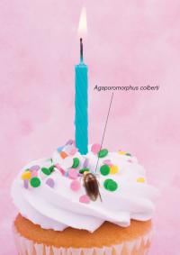 <i>Agaporomorphus colberti</i> on Birthday Cupcake