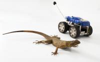 An Agama Lizard & Tailbot