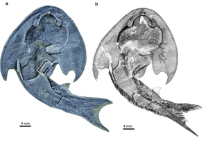 The holotype specimen and its interpretative drawing of Tujiaaspis vividus from 436 million years old rocks of Chongqing, China