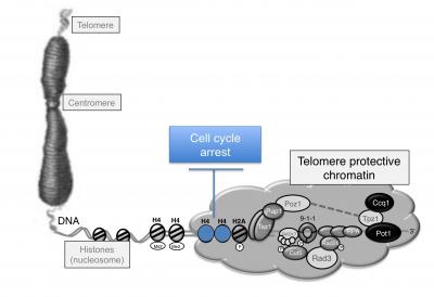 Lack of a Histone Chemical Signal Impairs the Arresting of the Cell Cycle