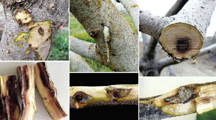 Symptomatic Pistachio Trees, Italy 2