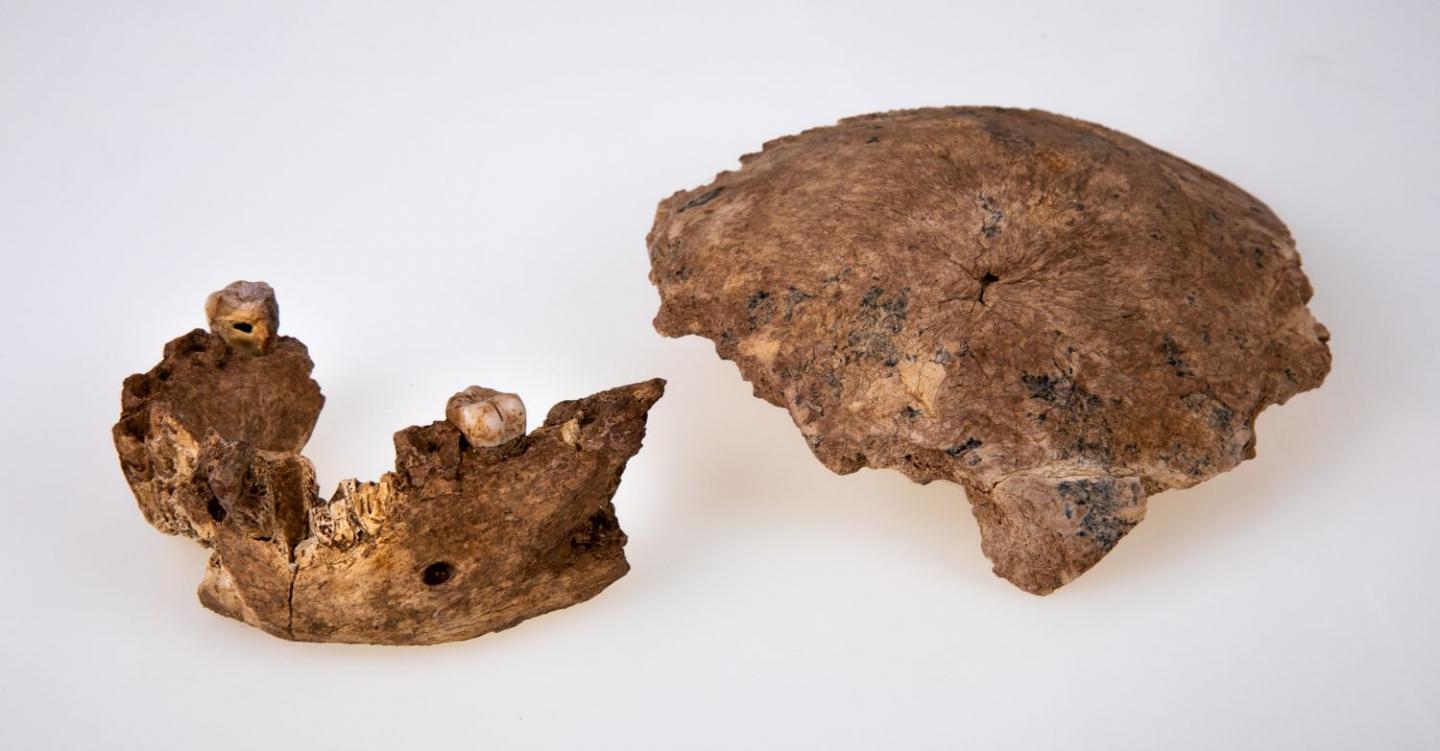 Fossil remains of skull and jaw.