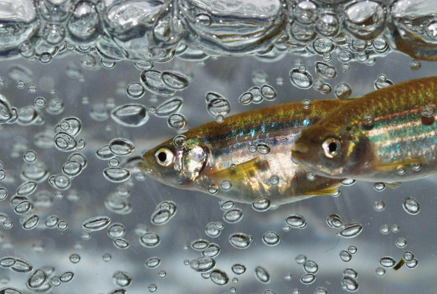 Male and Female Zebrafish, [IMAGE] | EurekAlert! Science News Releases