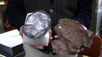 A Rubber Cast and Impression Fossil