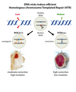 DNA nicks induce efficient HTR