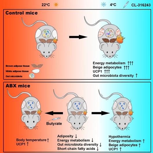 Graphical Abstract of the Study