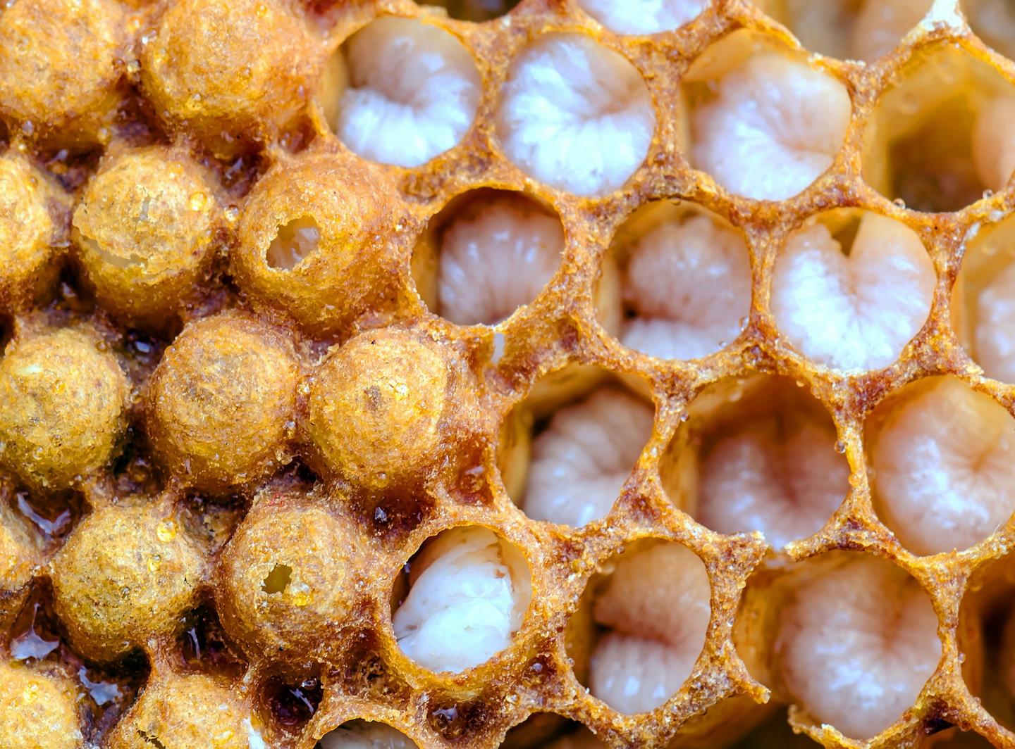 Honeybee Larvae -- Credit Ryszard Maleszka