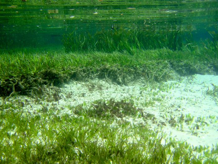 Seagrass stabilizes the sediment