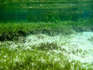 Seagrass stabilizes the sediment