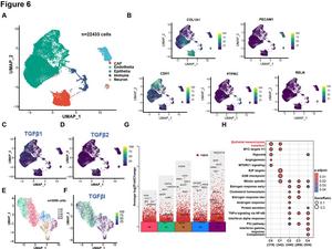 Cell subcluster identification