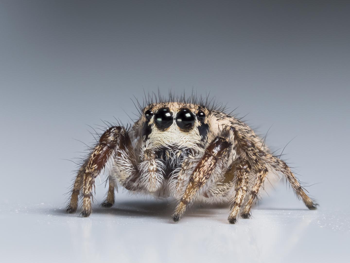 <i>Habronattus hirsutus</i> Female
