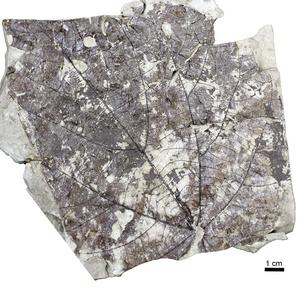 Surface view of the fossil leaf Byttneriophyllum