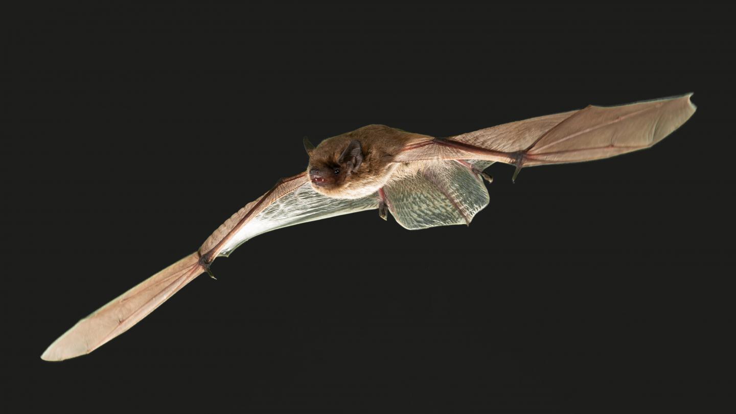 Flying Bat (<em>Pipistrellus Nathusii</em>)