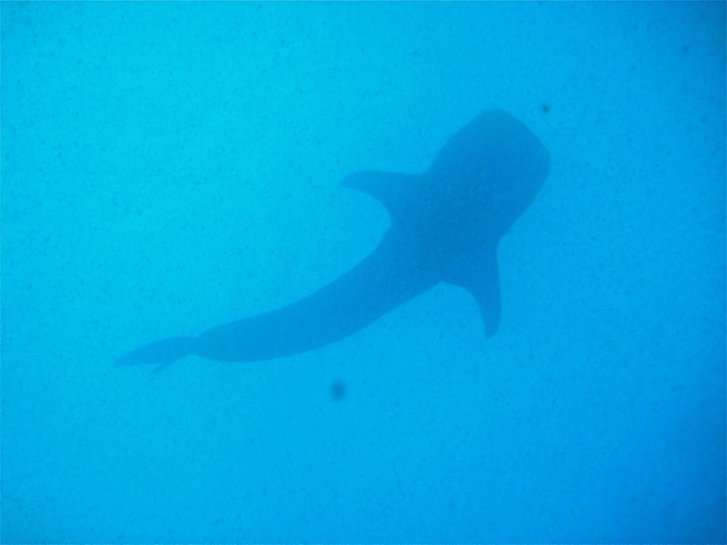 Whale Shark Silhouette