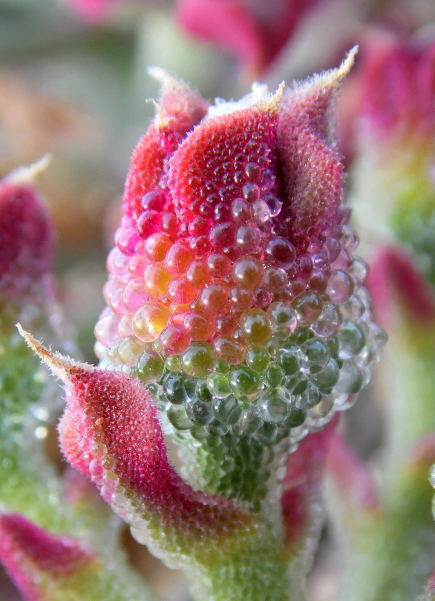 Ice Plant <i>Mesembryanthemum crystallinum</i>