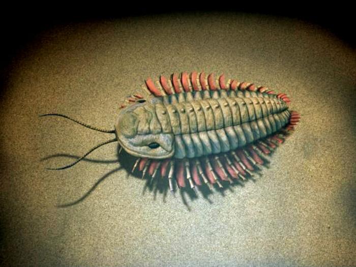 Trilobite illustration