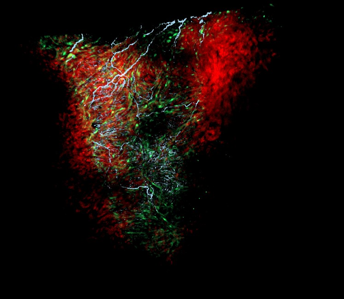 Little-known glial cells regulate development and function of the heart