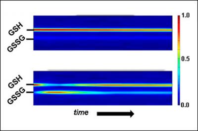New NIST Method Evaluates Response to Oxidation in Live Cells